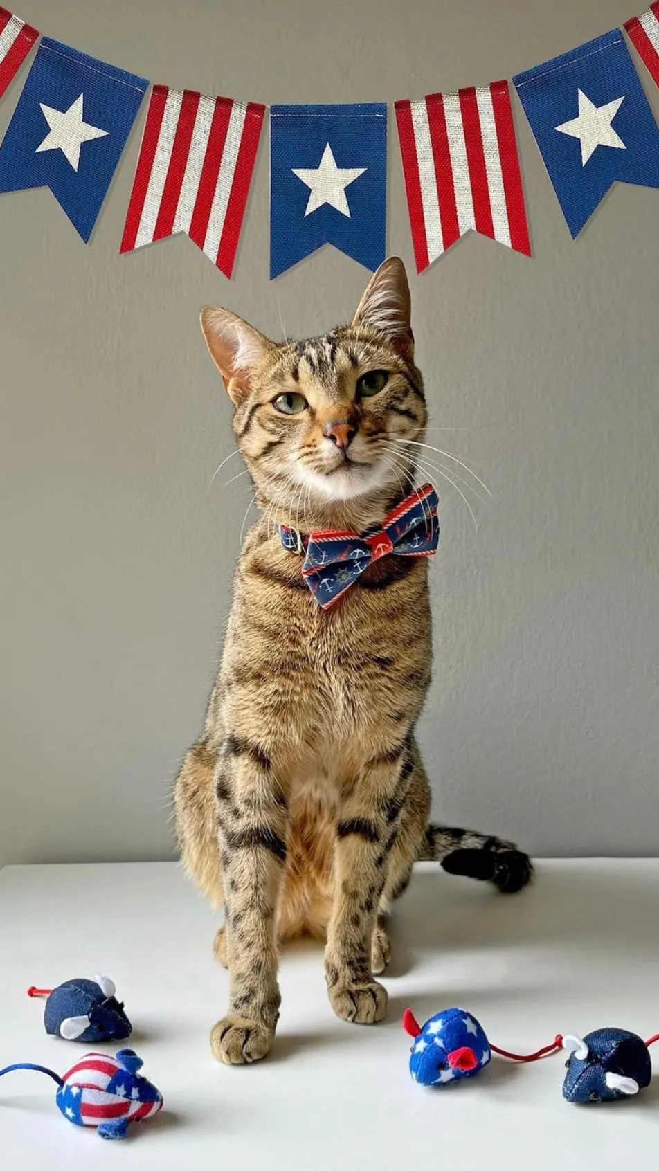 Pet Bow Tie - "Nautical Navy" - Blue Anchor & Lobster Cat Bow /Summer, Sailing, Preppy / For Cats   Small Dogs (One Size)